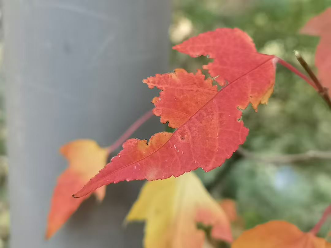 1762479650785178.jpg 微信图片_20251107093443_2764_478.jpg