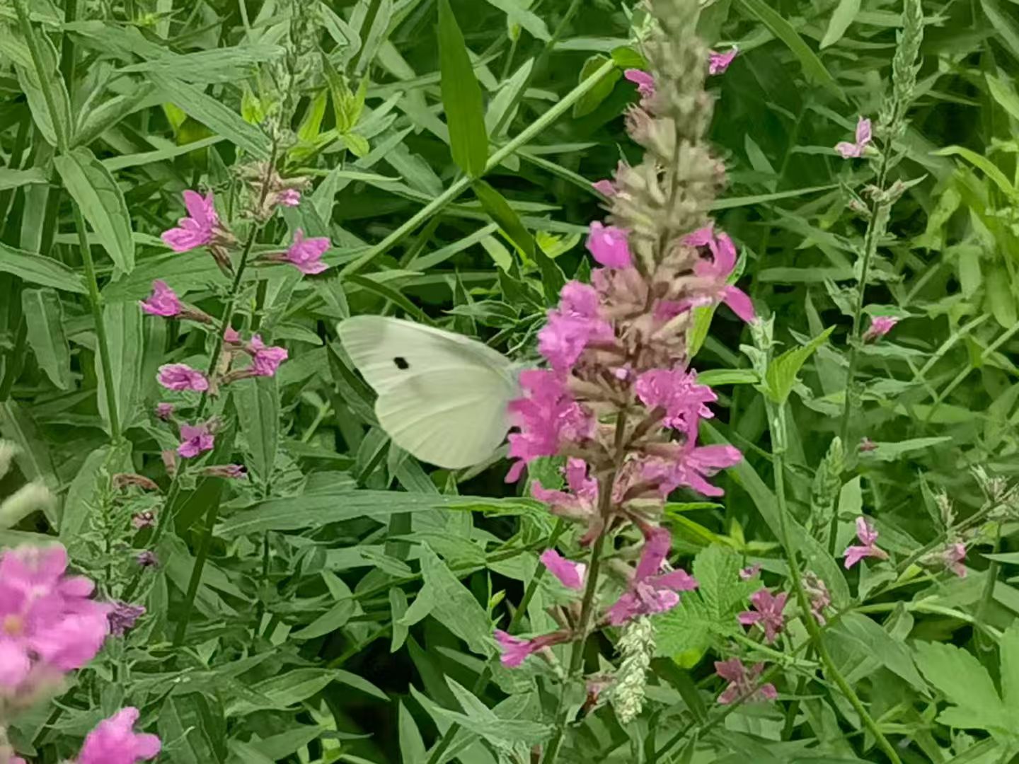 1763432154574944.jpg 微信图片_20251118100555_3039_478.jpg