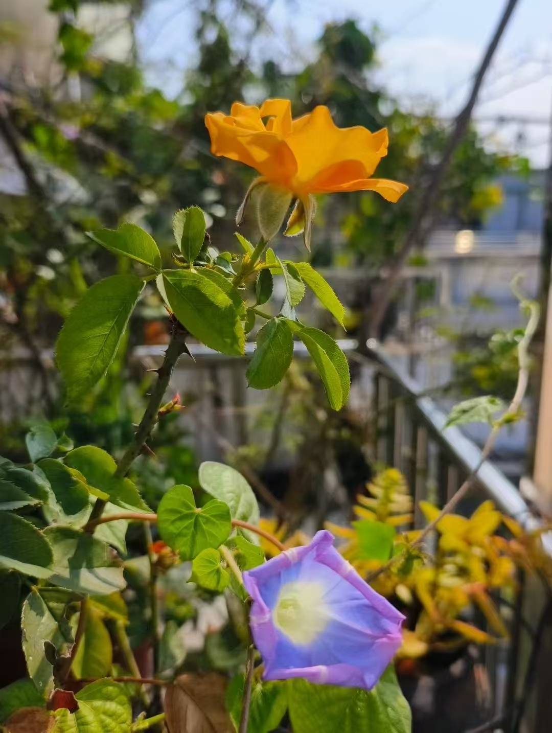 1761614528116500.jpg 微信图片_20251028091547_2488_478.jpg