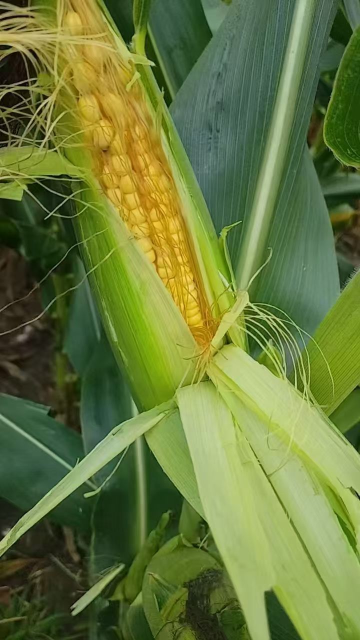 ΢��ͼƬ_20260828162635_785_52.jpg