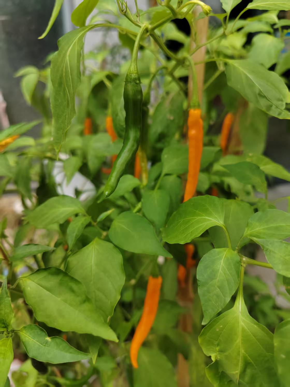 ΢��ͼƬ_20260906185503_111_2.jpg